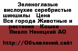 Зеленоглазые вислоухие серебристые шиншилы › Цена ­ 20 000 - Все города Животные и растения » Кошки   . Ямало-Ненецкий АО